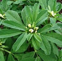 Противовоспалительный эффект