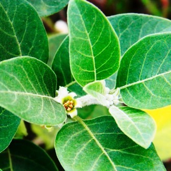 Состав - 1 капсула: