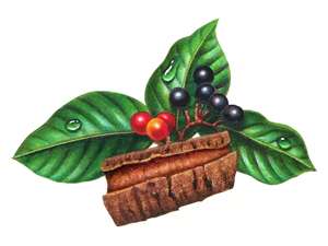 Состав – 1 капсула: