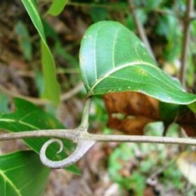 Состав - 1 капсула: