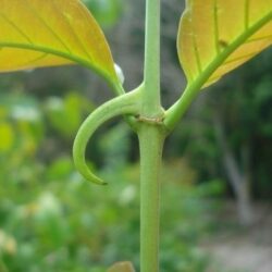 Астрагал – стимулятор иммунной системы