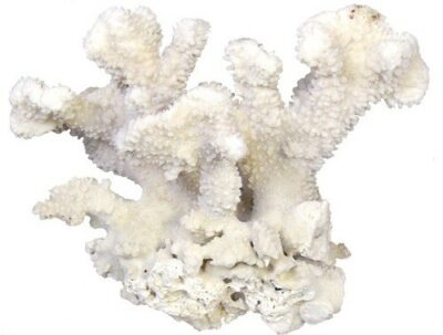 Состав (1 доза-мерная ложечка =1,5 г):