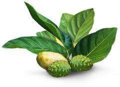 Моринда или Нони